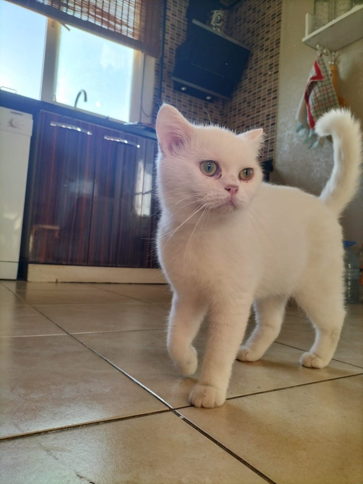 yok Bilmiyorum Kedi, Adana