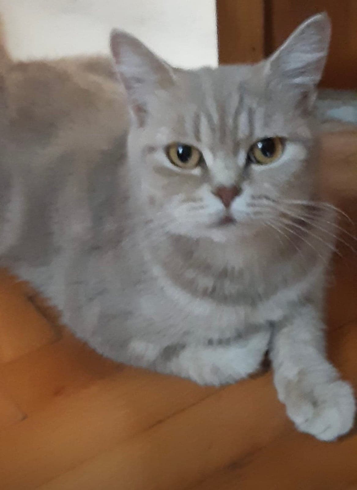 British Shorthair · Kedi British Shorthair Kedi, İstanbul