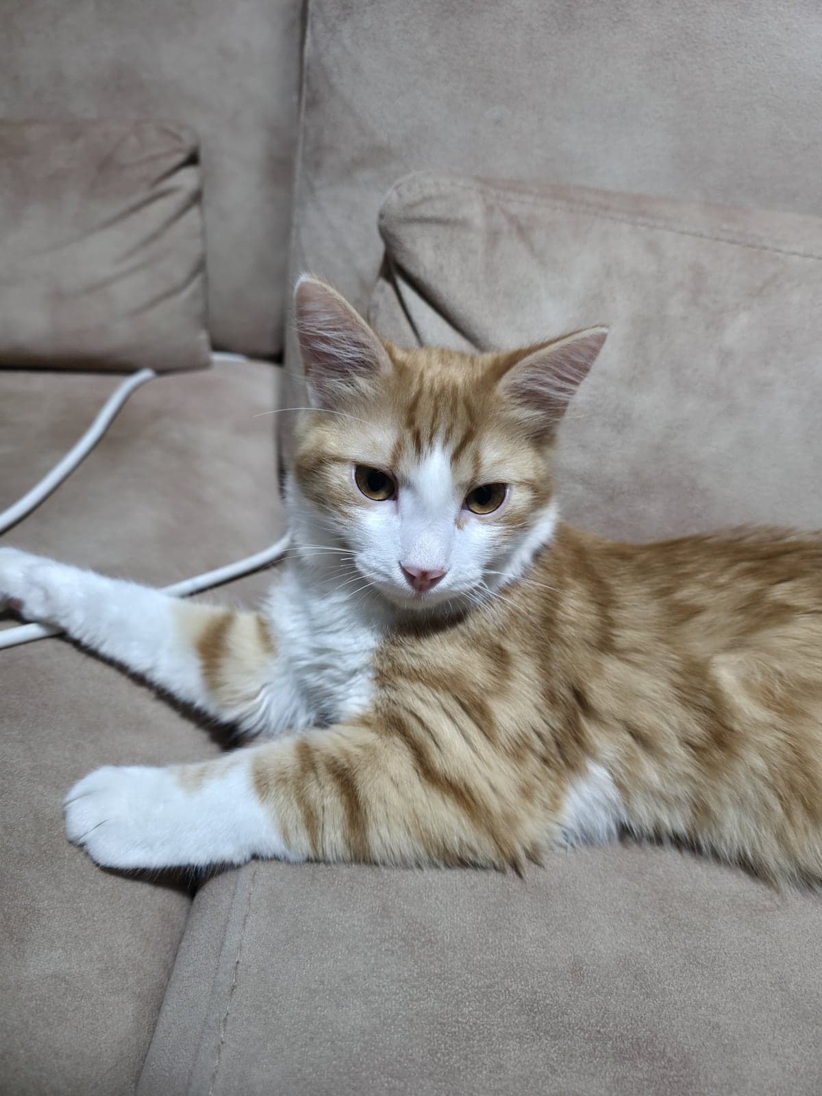 Tarçın Tekir Kedi, Ankara