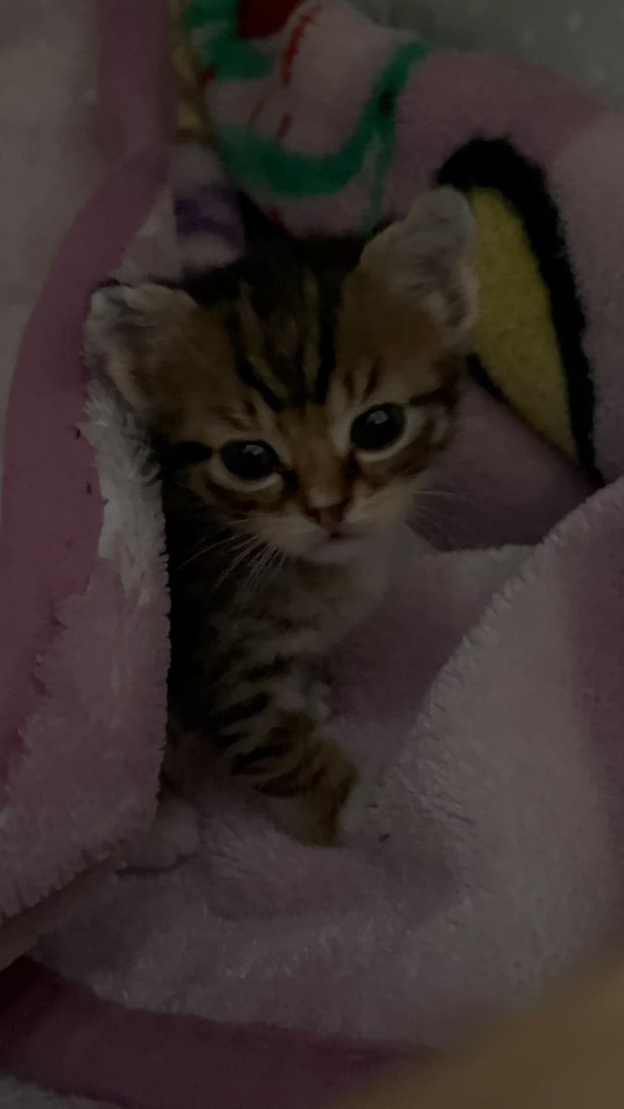 Balım Tekir Kedi, Ankara