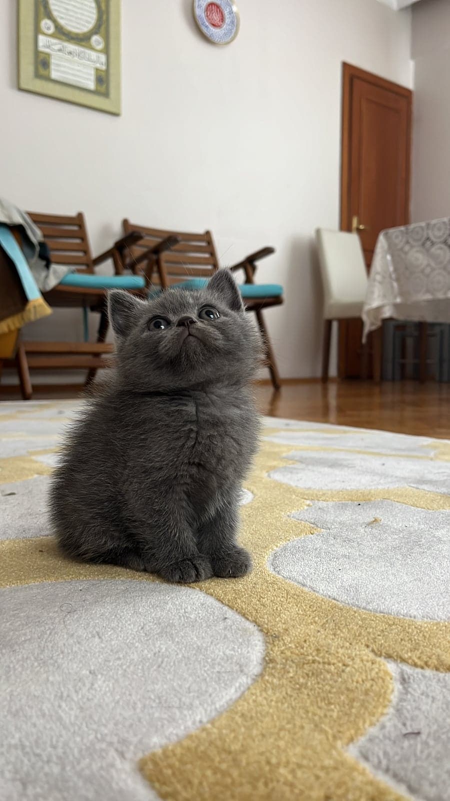 minik british oğluş British Shorthair Kedi, İstanbul