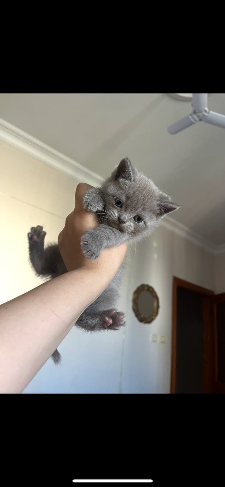 minik british oğluş British Shorthair Kedi, İstanbul