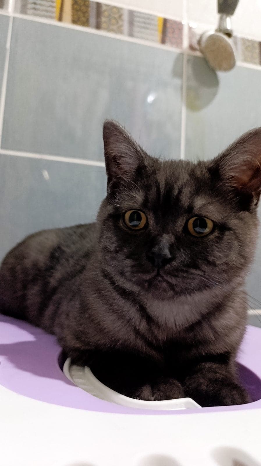 Yok British Shorthair Kedi, Sivas