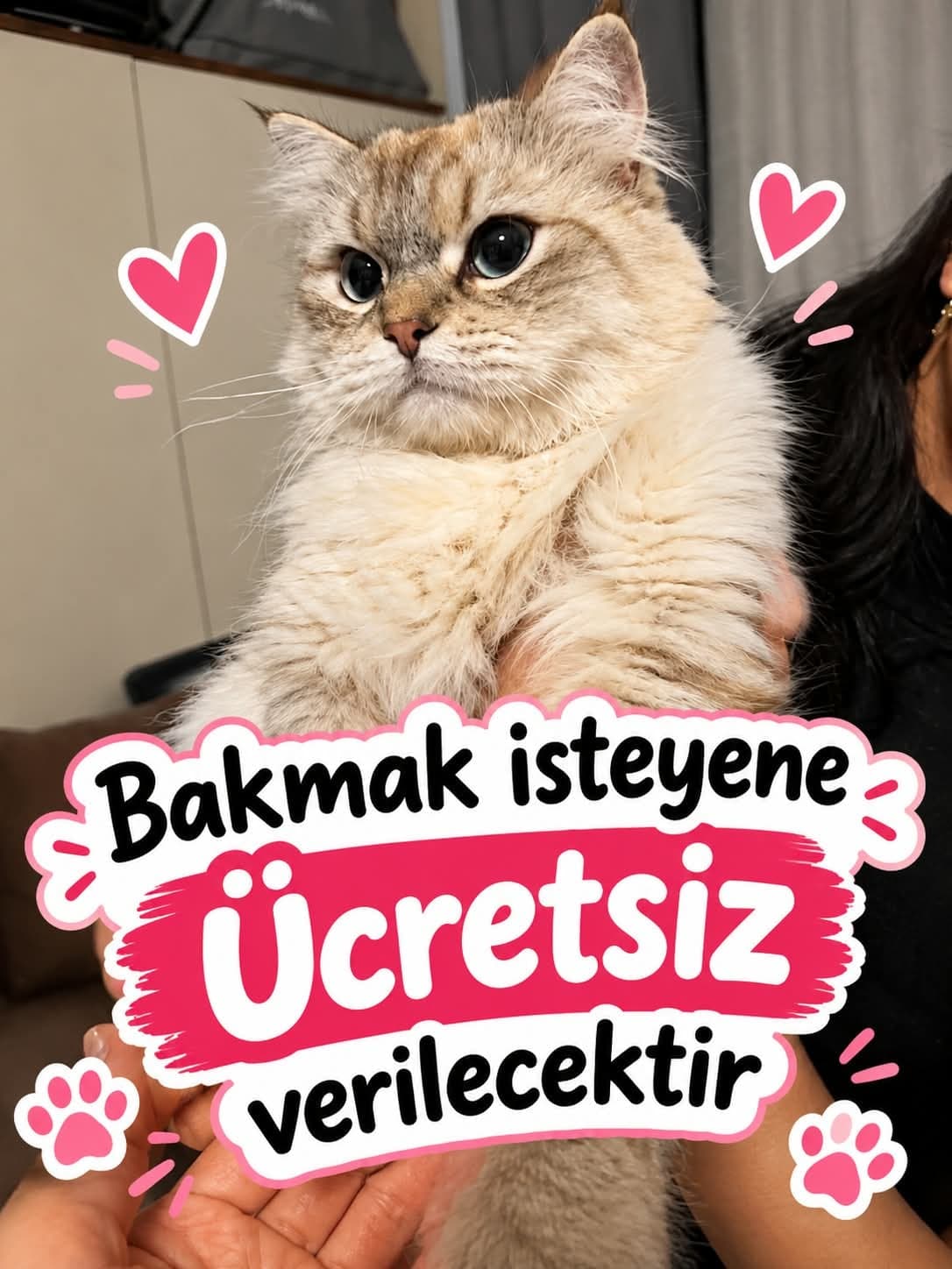 Leo Bilmiyorum Kedi, İstanbul