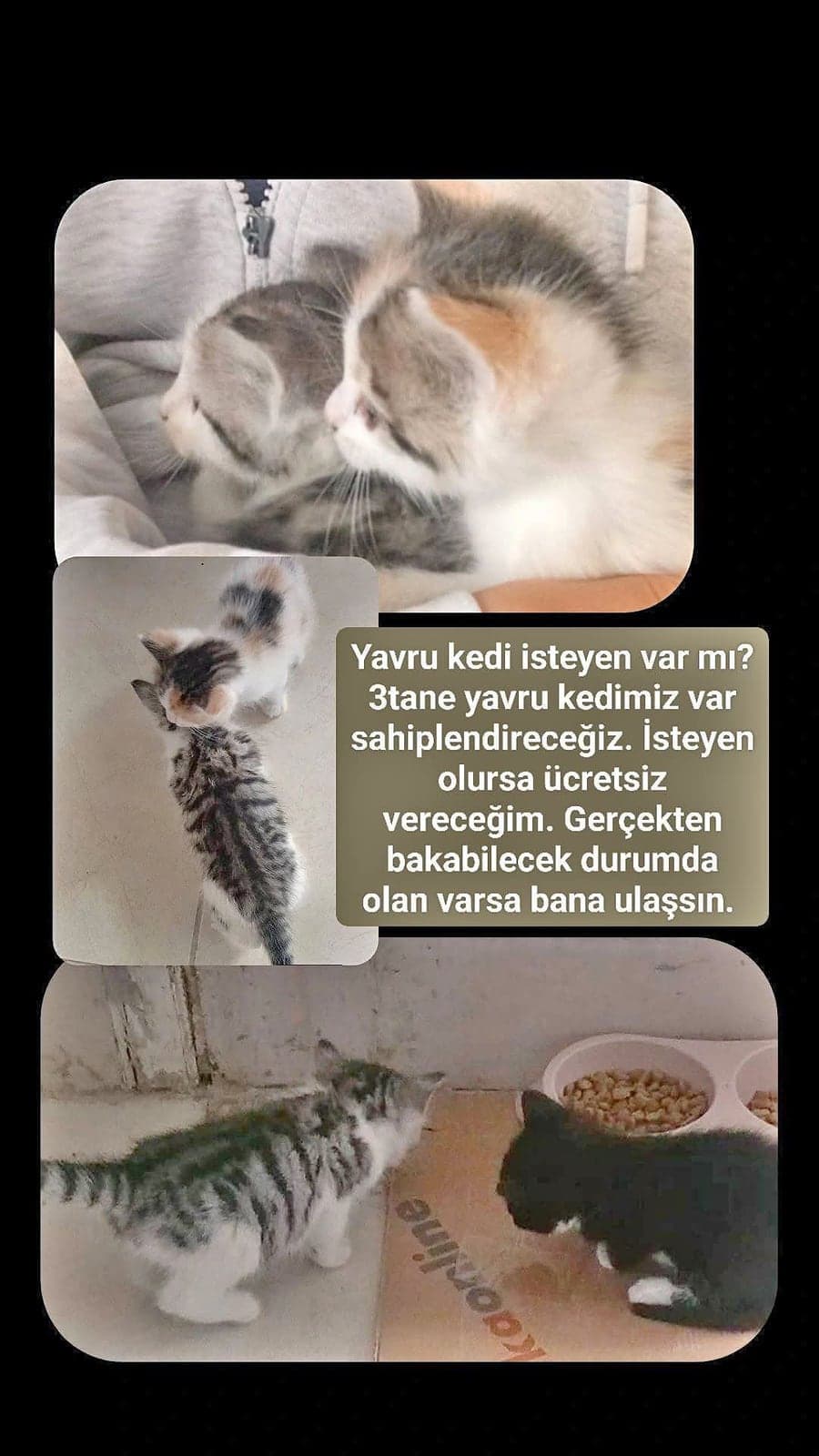 isim vermedik Bilmiyorum Kedi, Kayseri