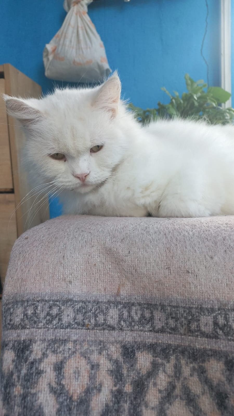 Pamuk British Shorthair Kedi, İstanbul