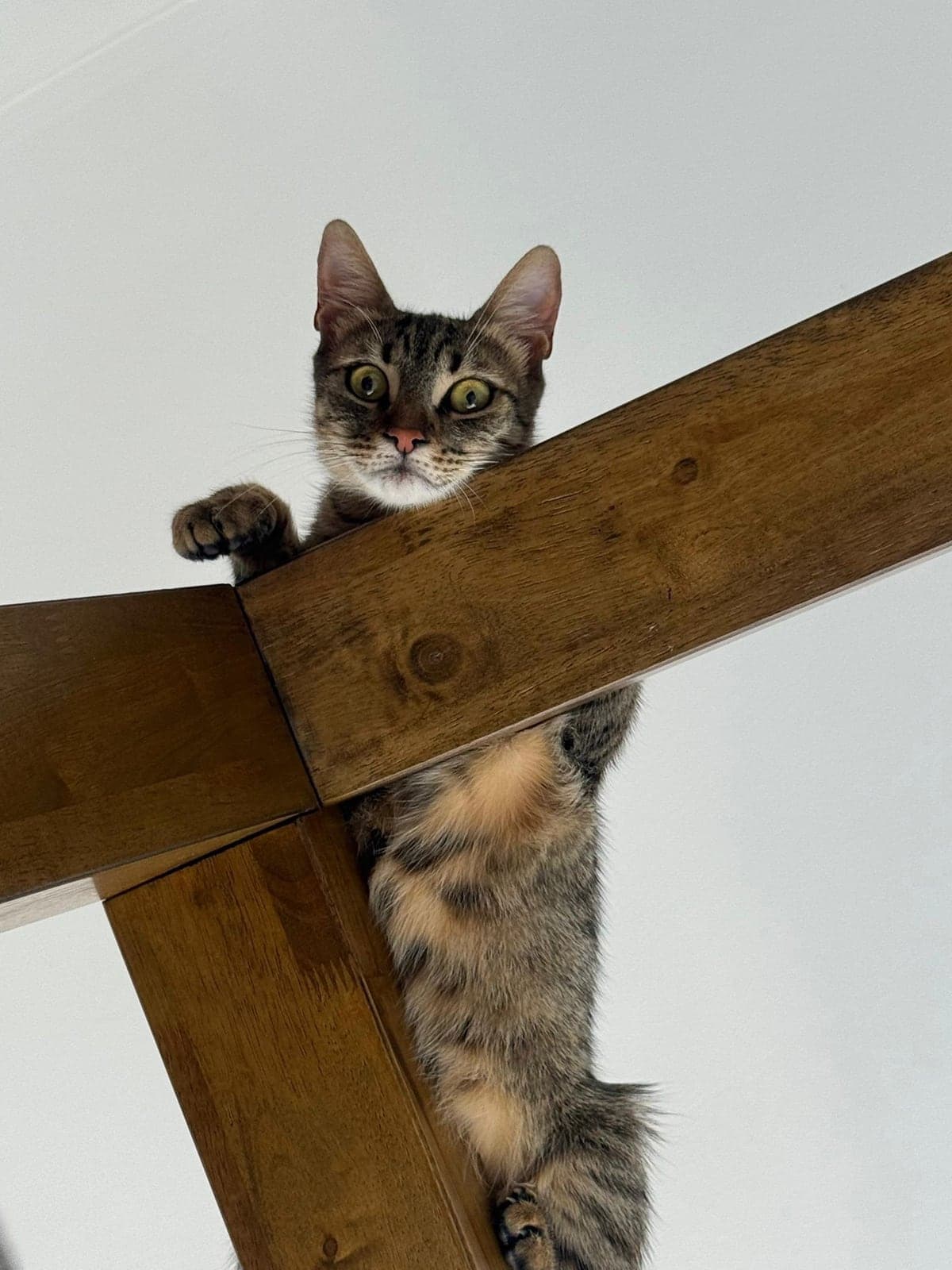 Bella Tekir Kedi, İstanbul