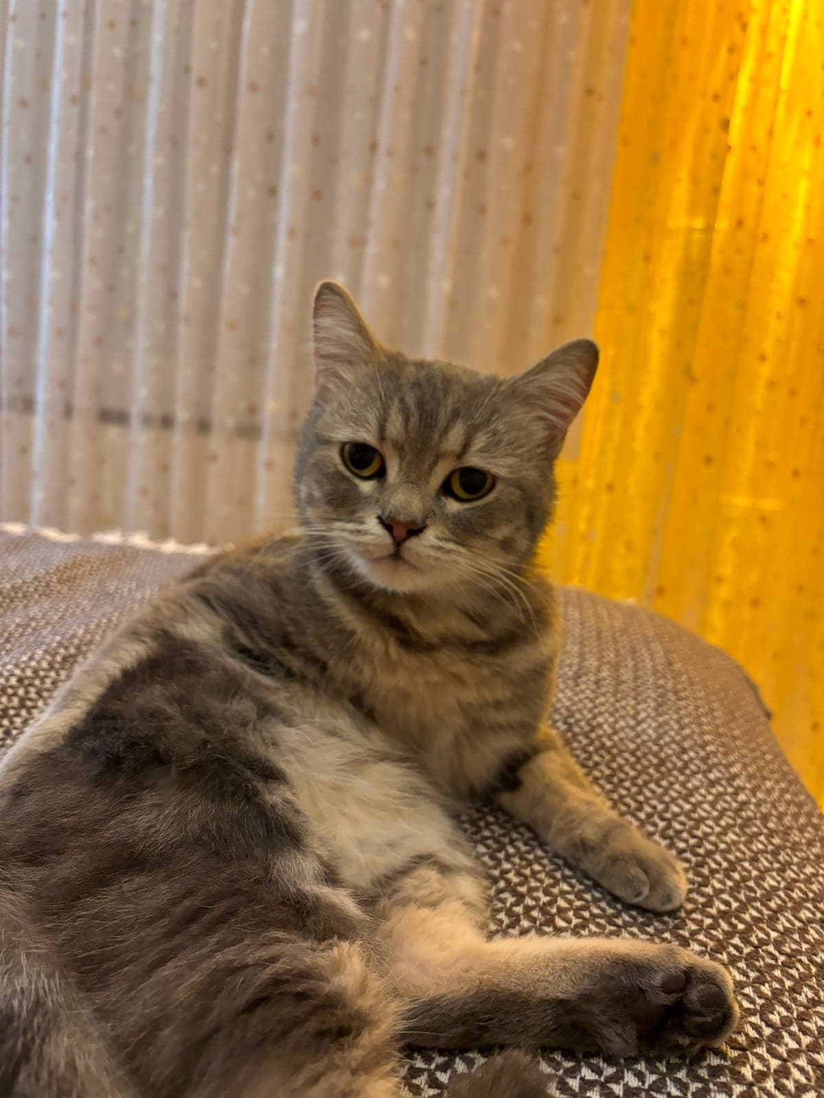 Tarçın Tekir Kedi, İstanbul
