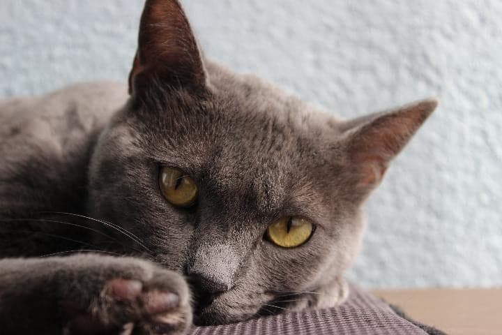 Zuzu Russian Blue Kedi, İstanbul