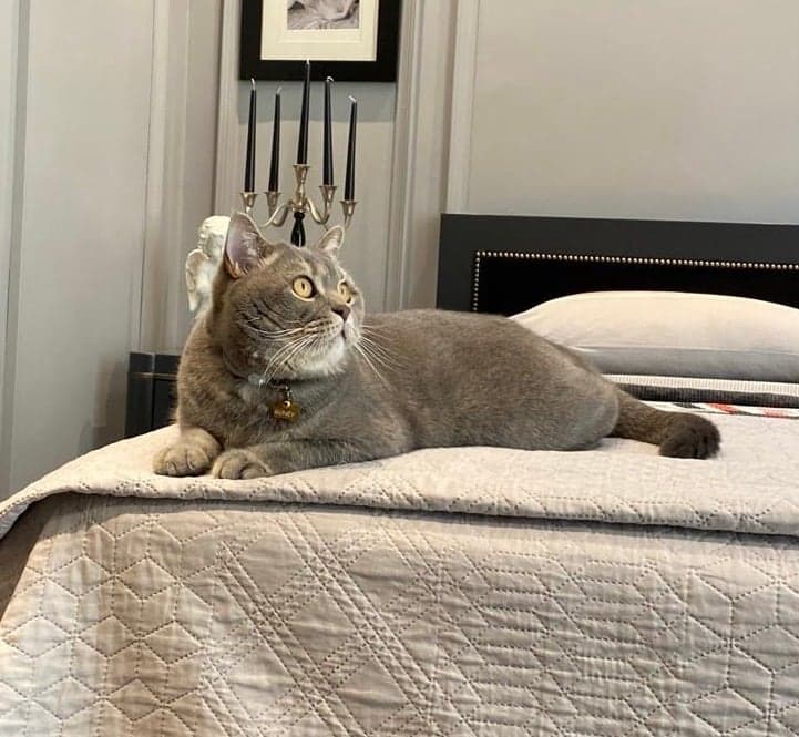 Duman British Shorthair Kedi, Bursa
