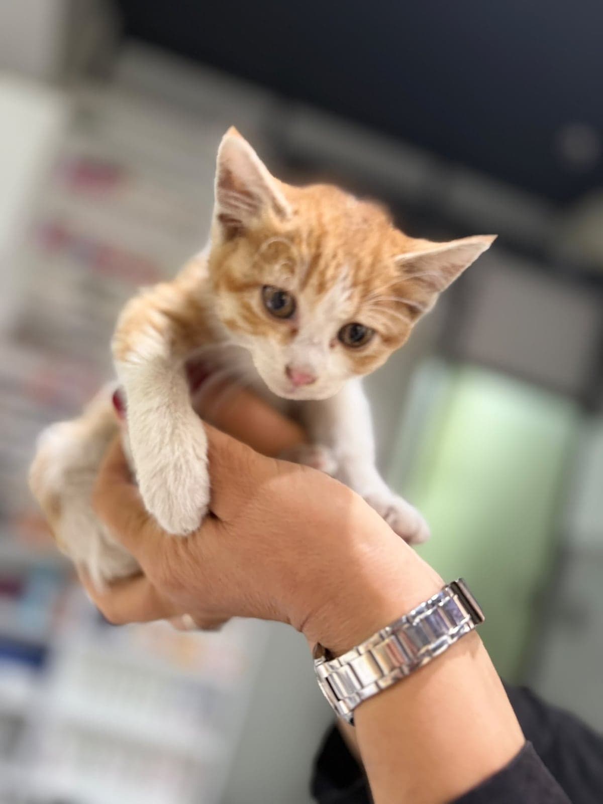 Lokum Tekir Kedi, İstanbul