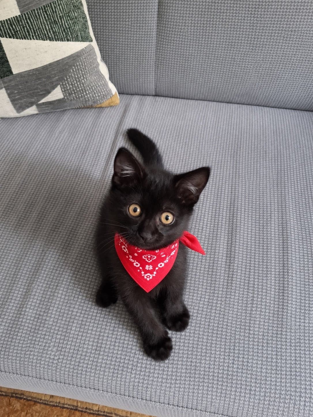 Karam Tekir Kedi, İstanbul