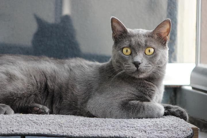 Zuzu Tekir Kedi, İstanbul