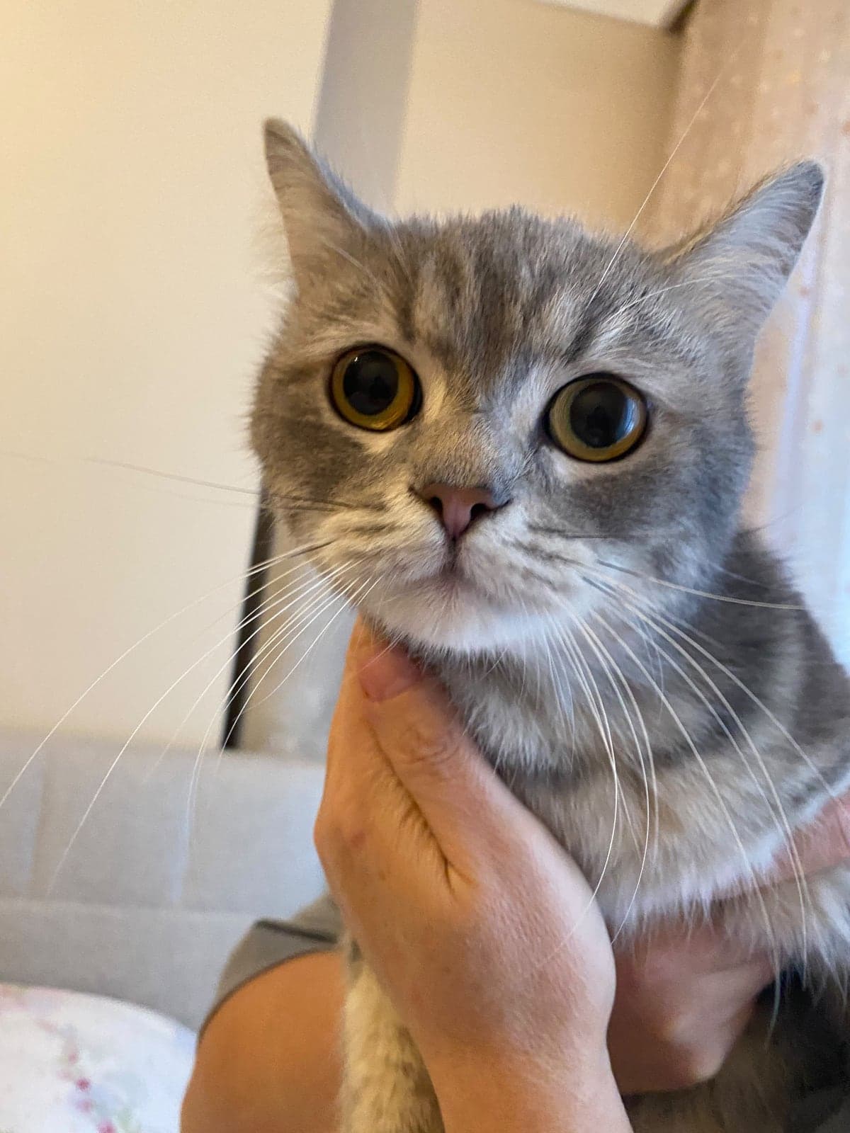 Pamuk British Shorthair Kedi, İstanbul