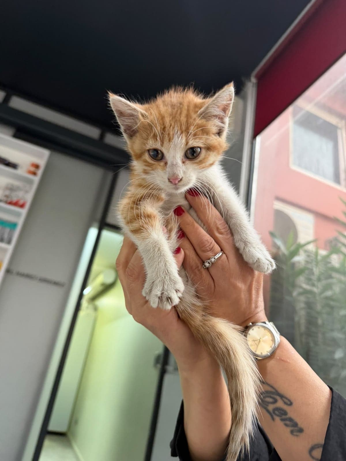 Lokum Sokak Kedisi Kedi, İstanbul