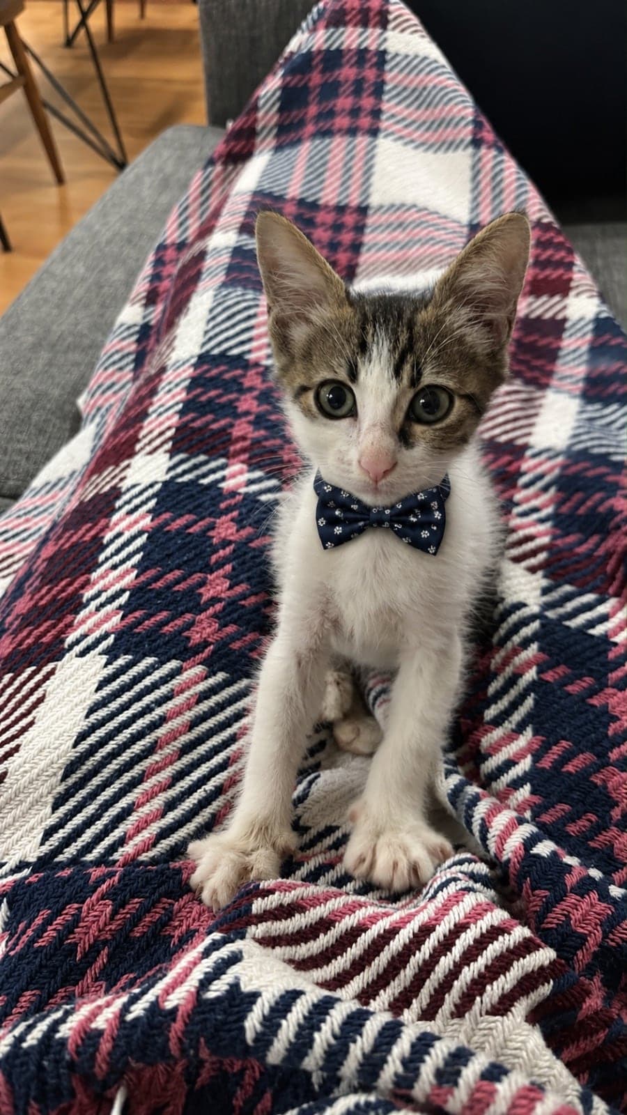 Şakir Tekir Kedi, İstanbul