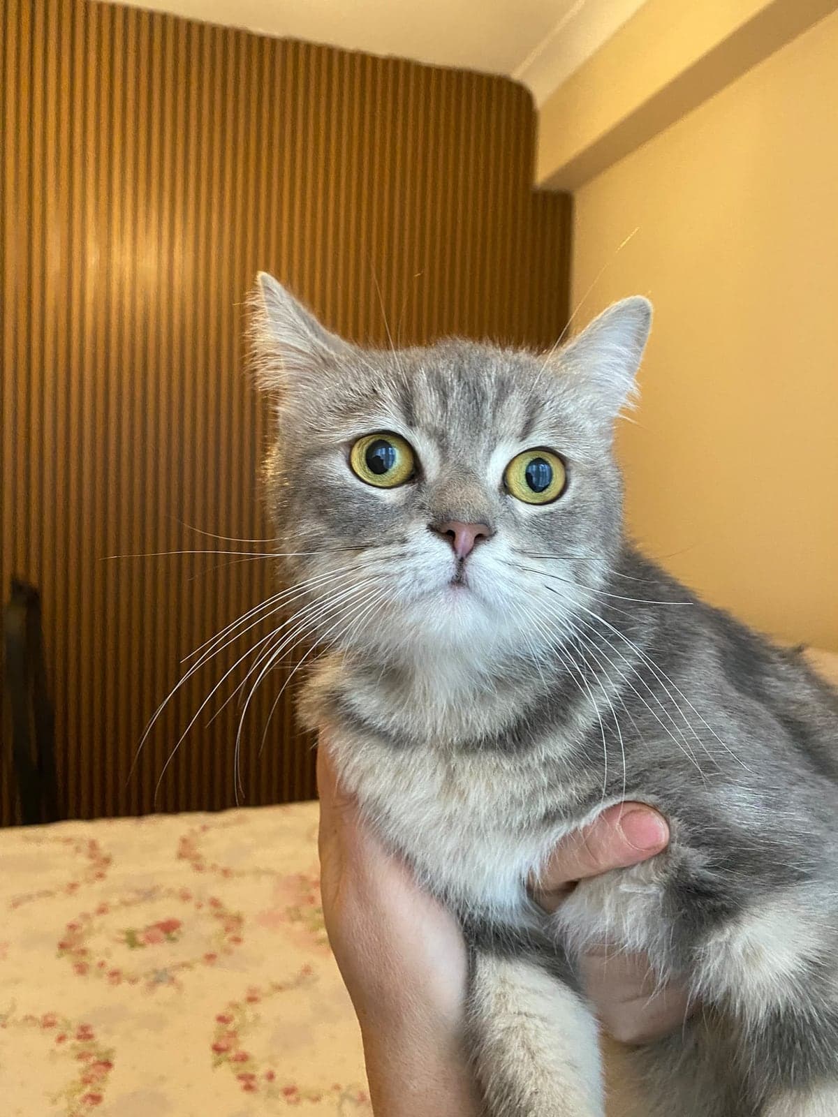 Tarçın Tekir Kedi, İstanbul