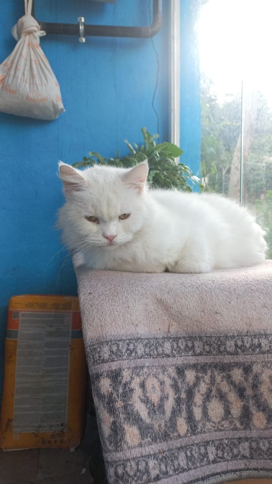 Pamuk Tekir Kedi, İstanbul
