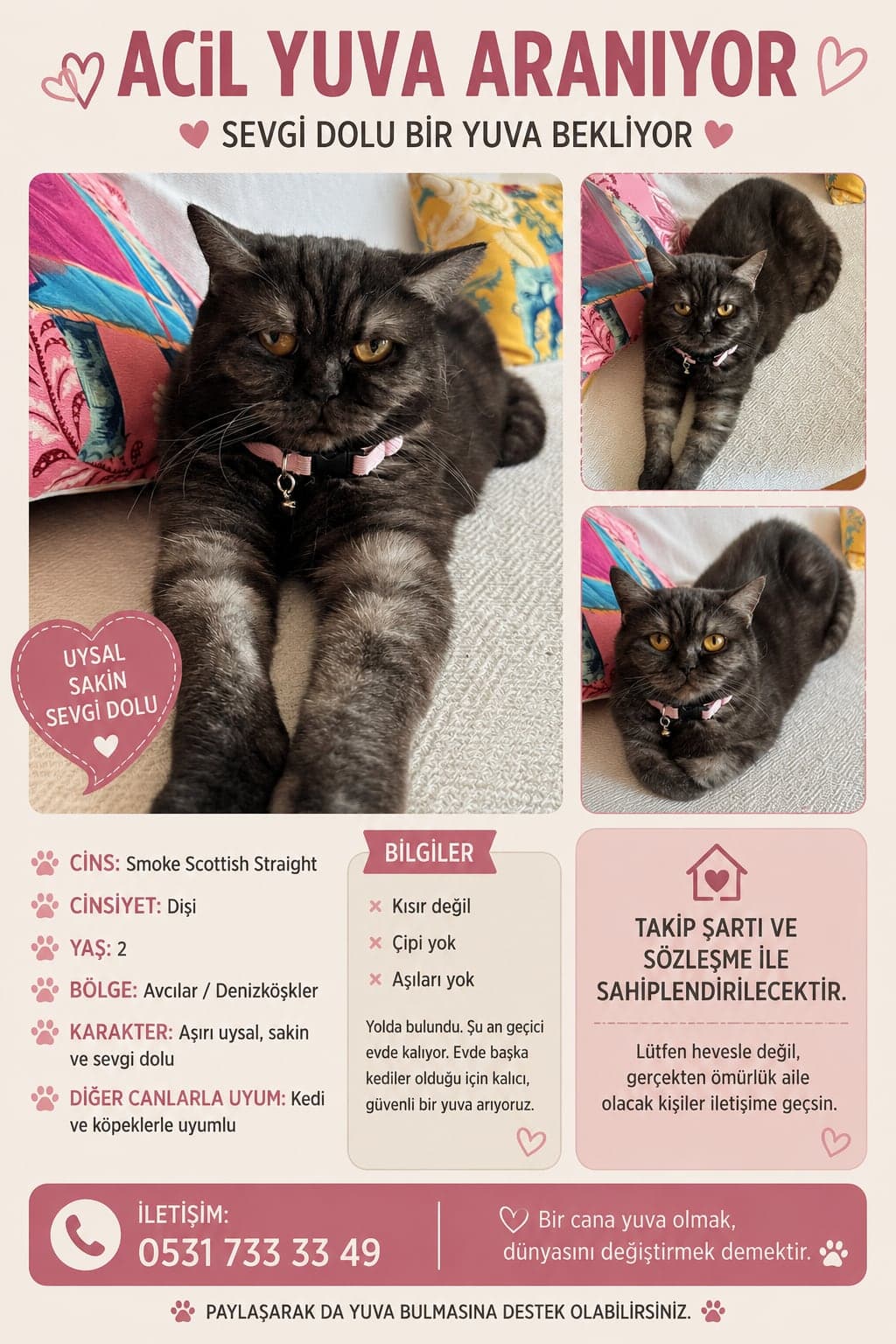 British Longhair · Kedi British Longhair Kedi, İstanbul