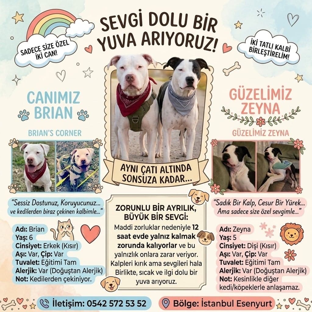 brian ve Zeyna yuva arıyor ;( Bilmiyorum Köpek, İstanbul
