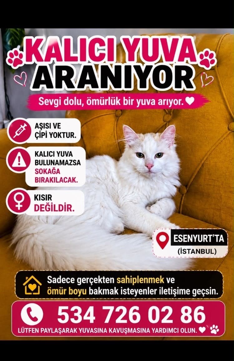 Turkish Van / Van Kedisi · Kedi Bilmiyorum Kedi, İstanbul