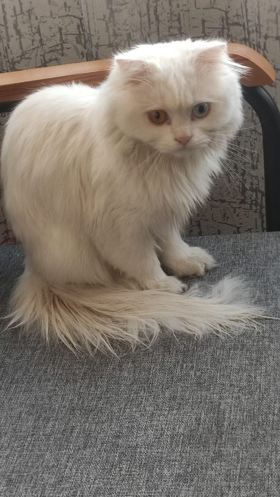 Bilinmiyor Ankara Kedisi Kedi, Ankara