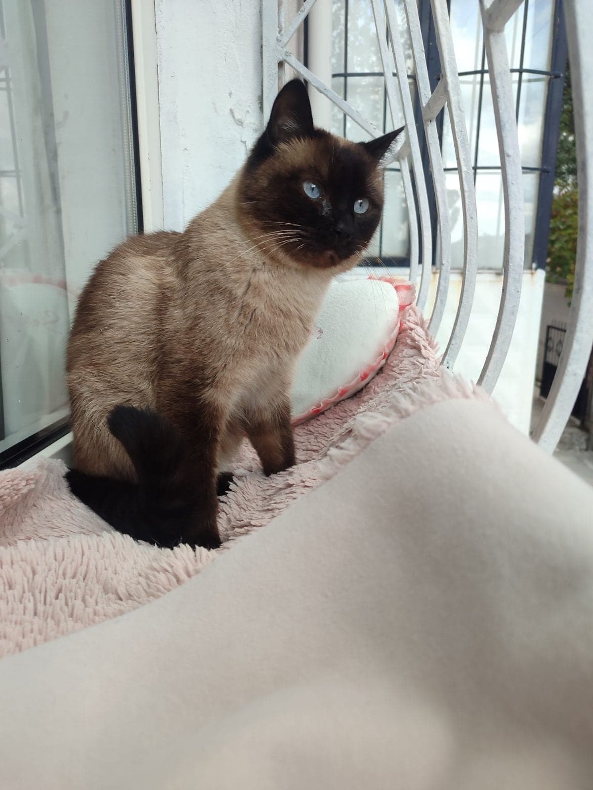 Çiko Siyam Kedisi Kedi, Ankara