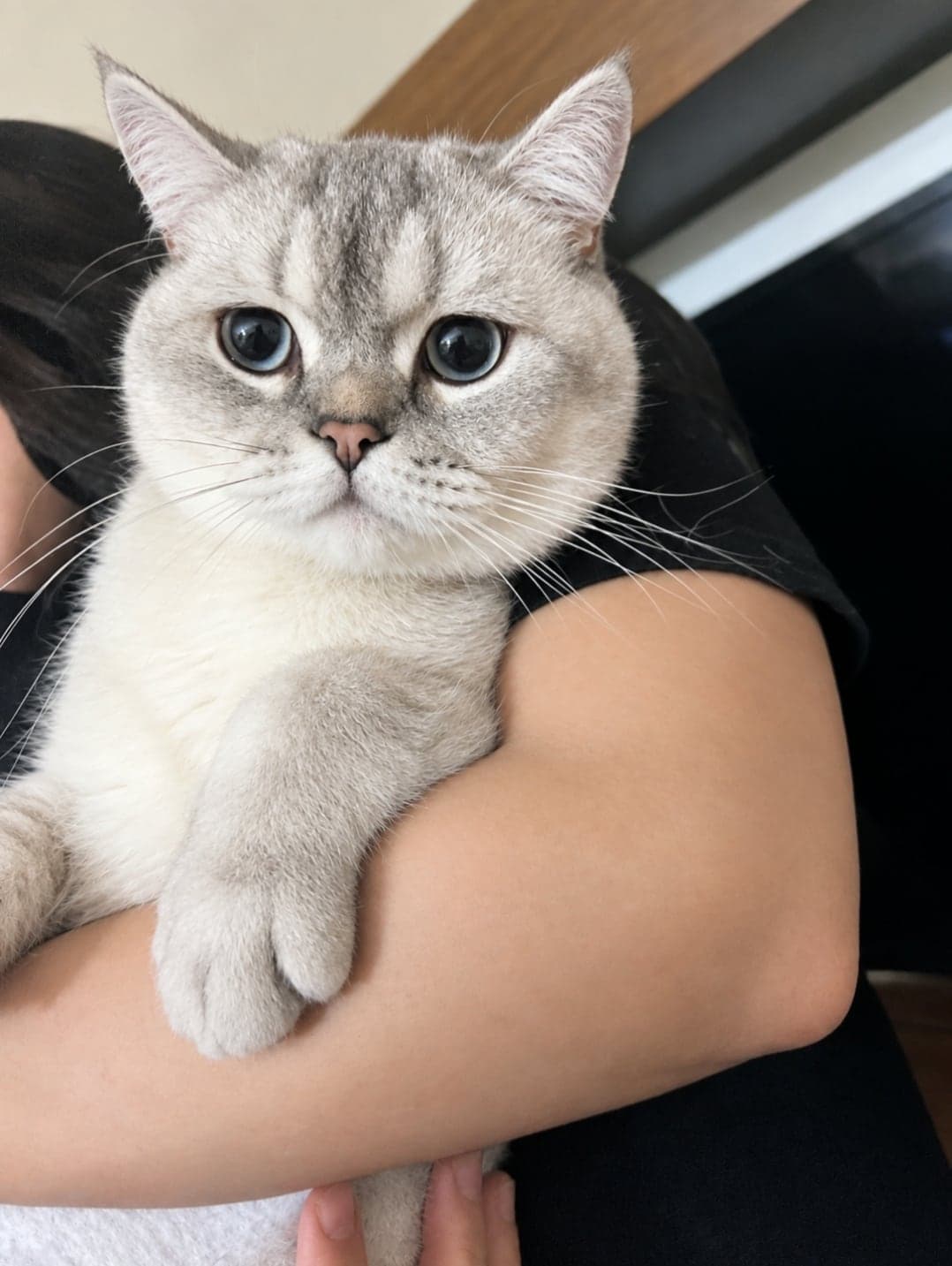 Aslan British Shorthair Kedi, İstanbul