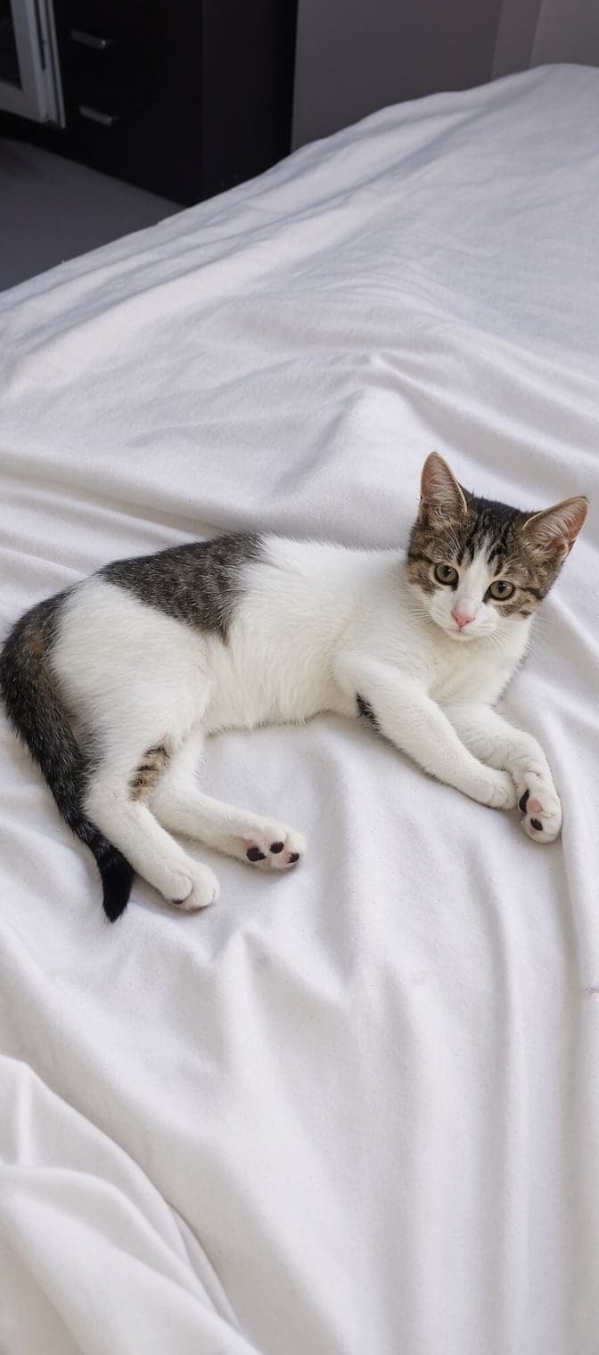 Bilinmiyor Tekir Kedi, Eskişehir