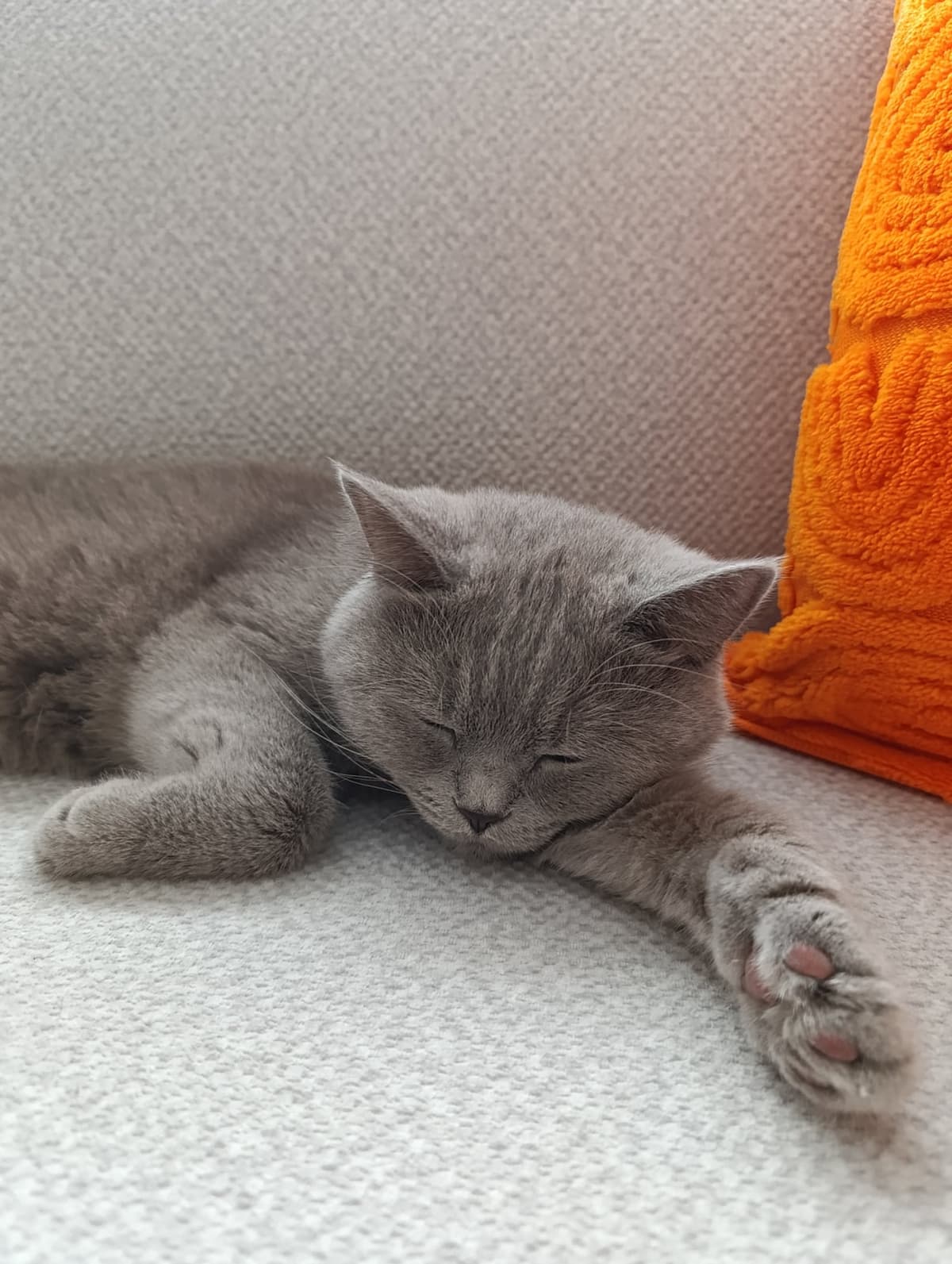 mia British Shorthair Kedi, Kocaeli