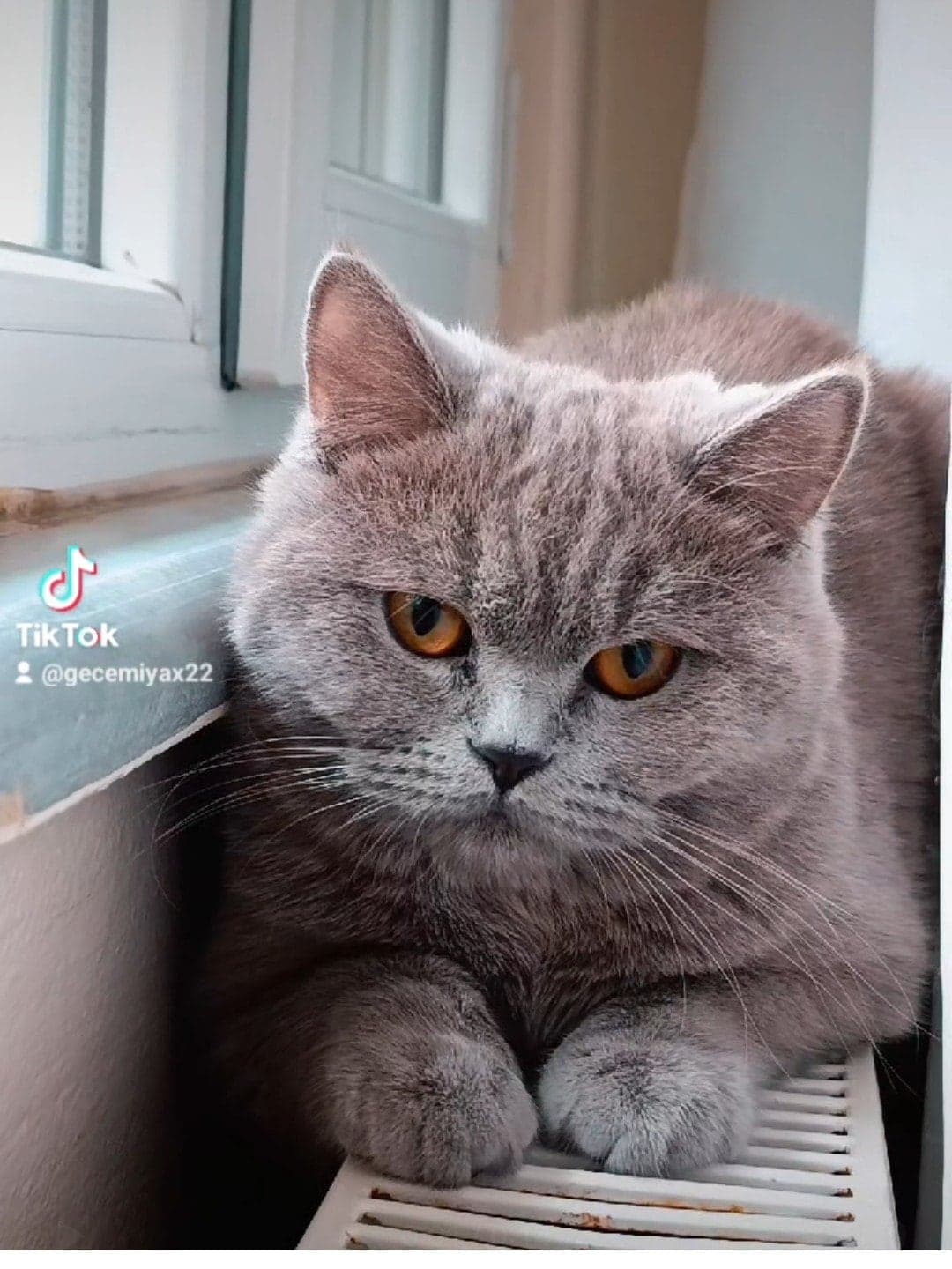 mia British Shorthair Kedi, Kocaeli