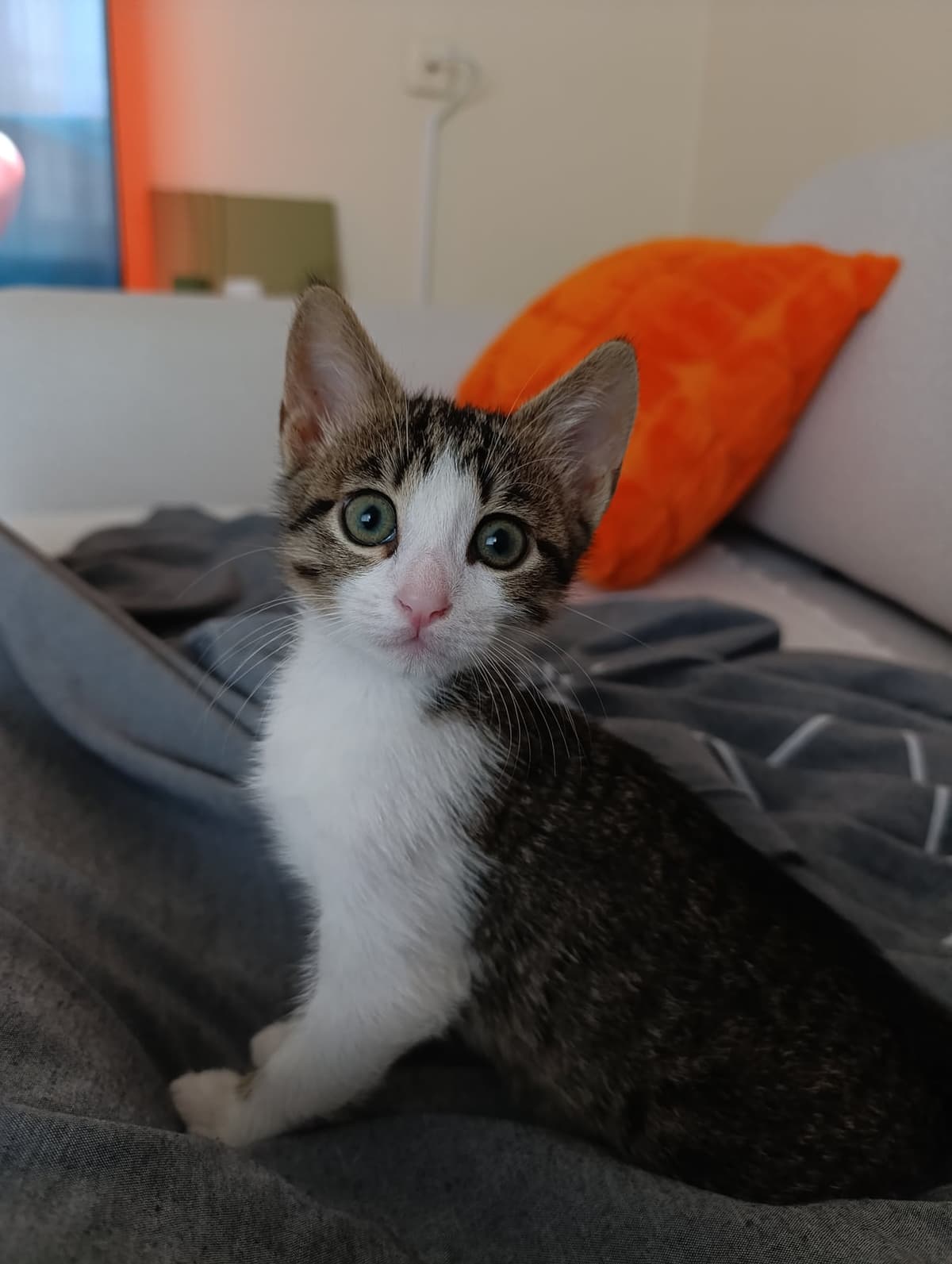 ismi yok Sokak Kedisi Kedi, Kocaeli