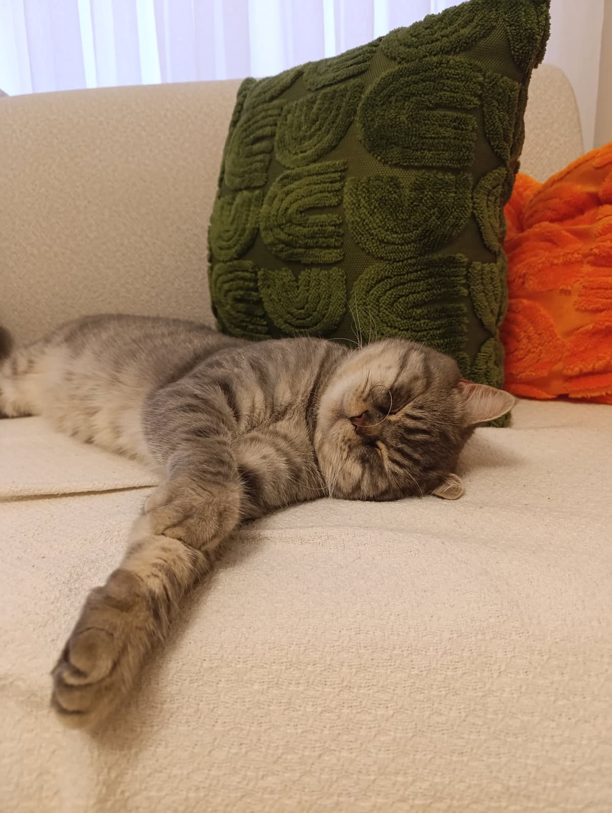 evden kaçmış olabilir British Shorthair Kedi, İstanbul