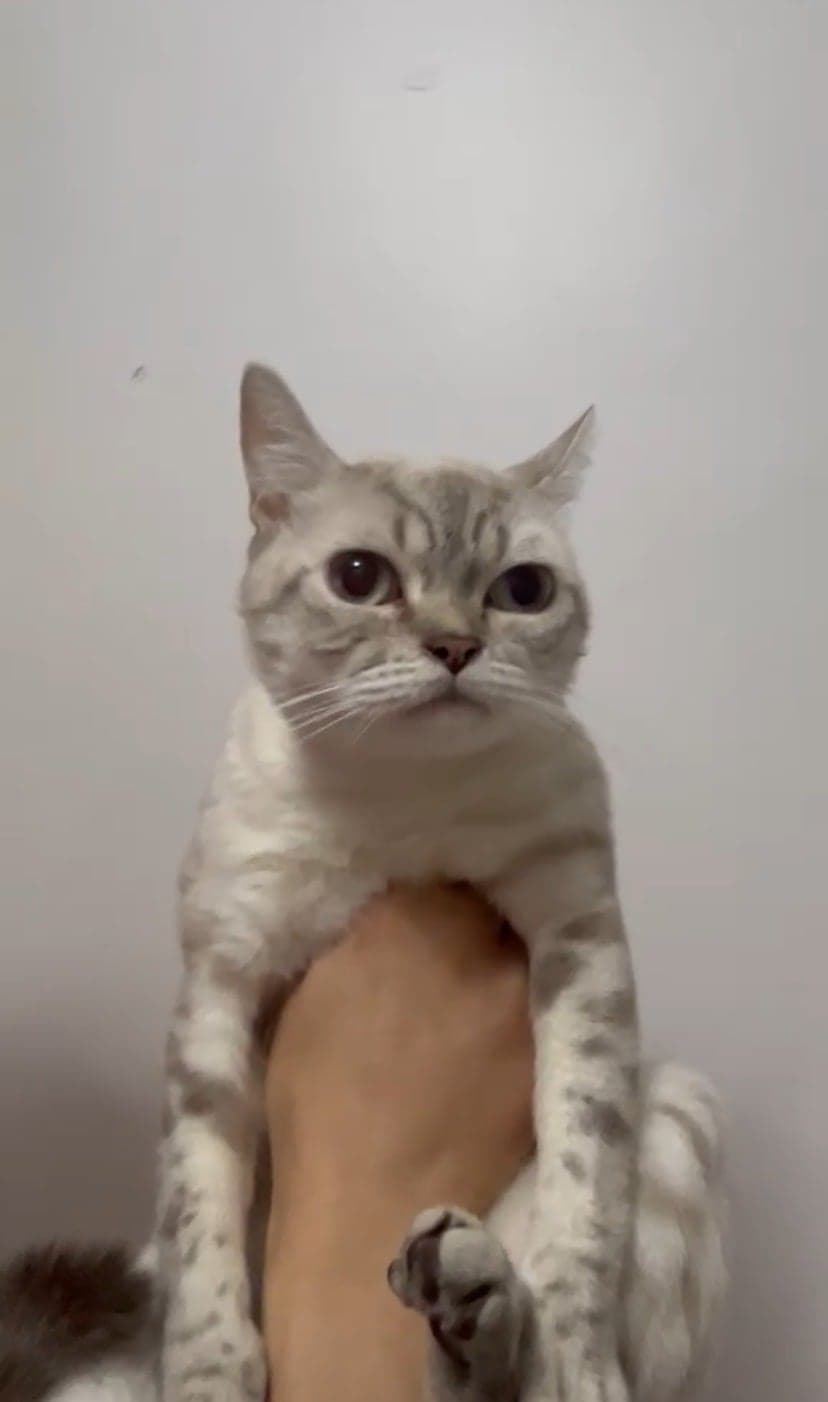 Maya British Shorthair Kedi, Sivas