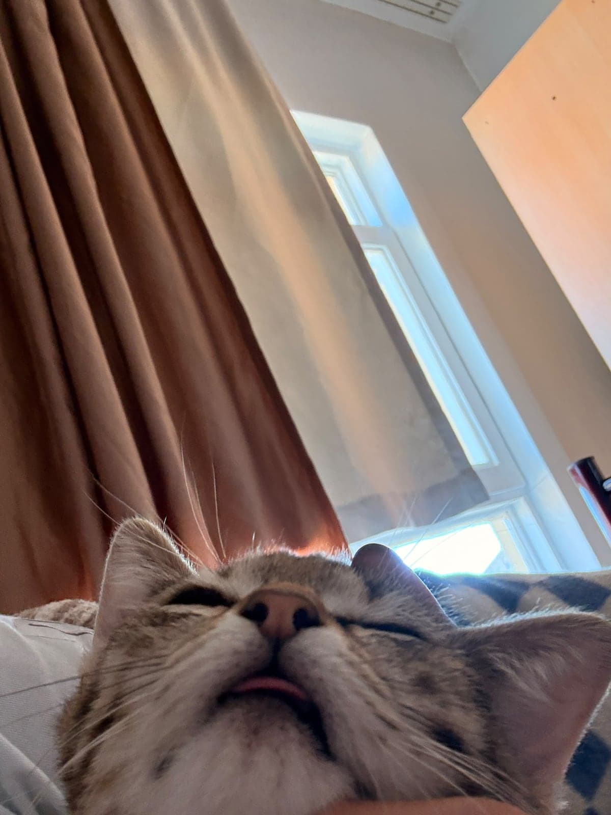 Pişi Tekir Kedi, Ankara