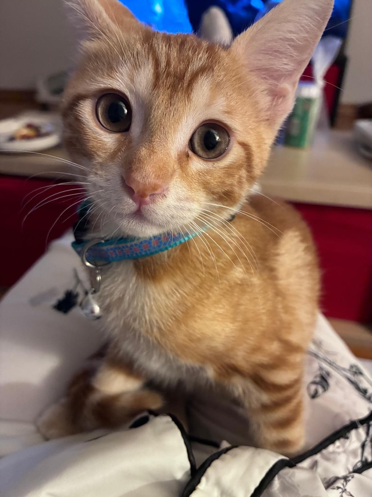 Maya Sokak Kedisi Kedi, İstanbul