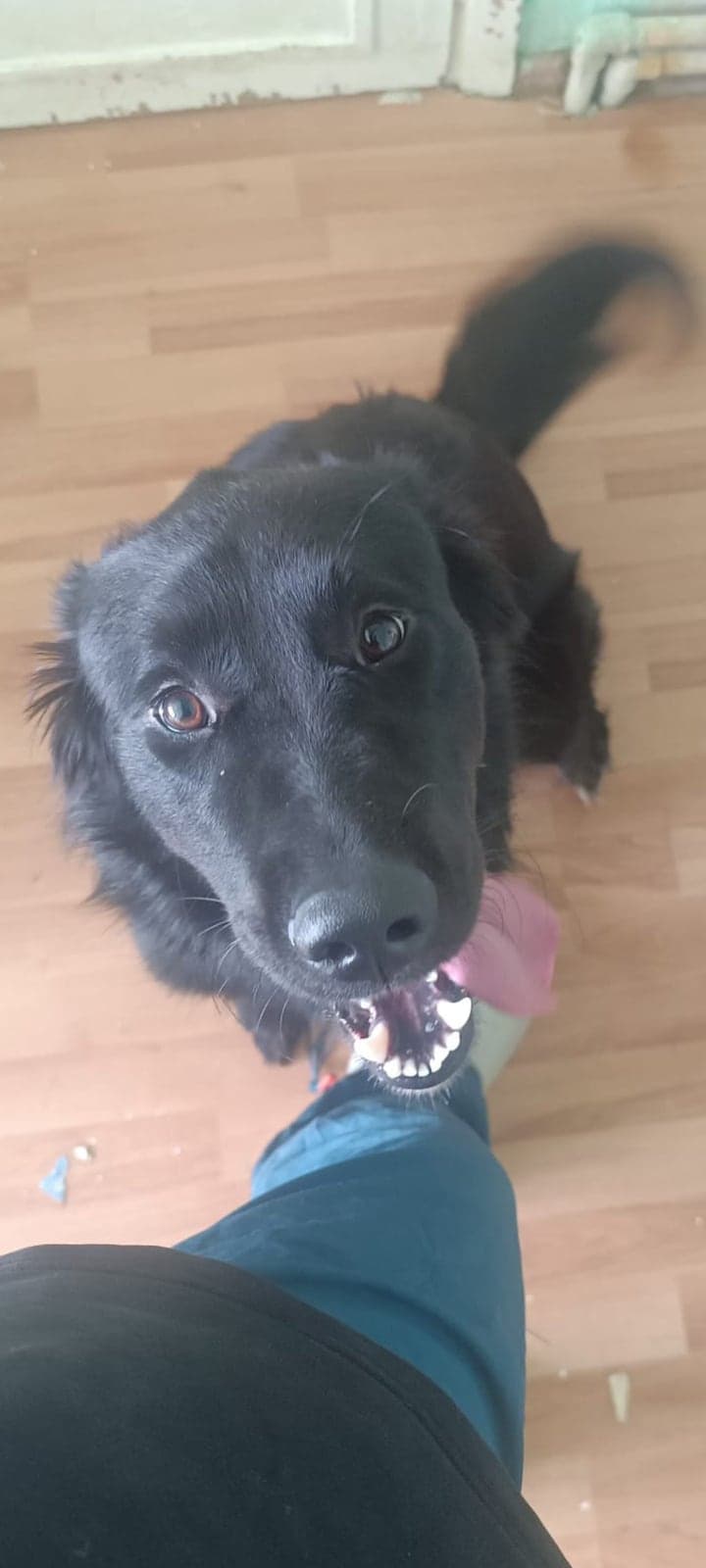 Yogii Bilmiyorum Köpek, İstanbul