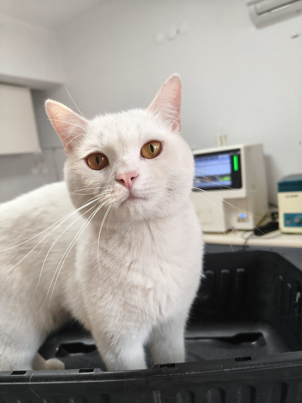 Sütlaç British Shorthair Kedi, Ankara