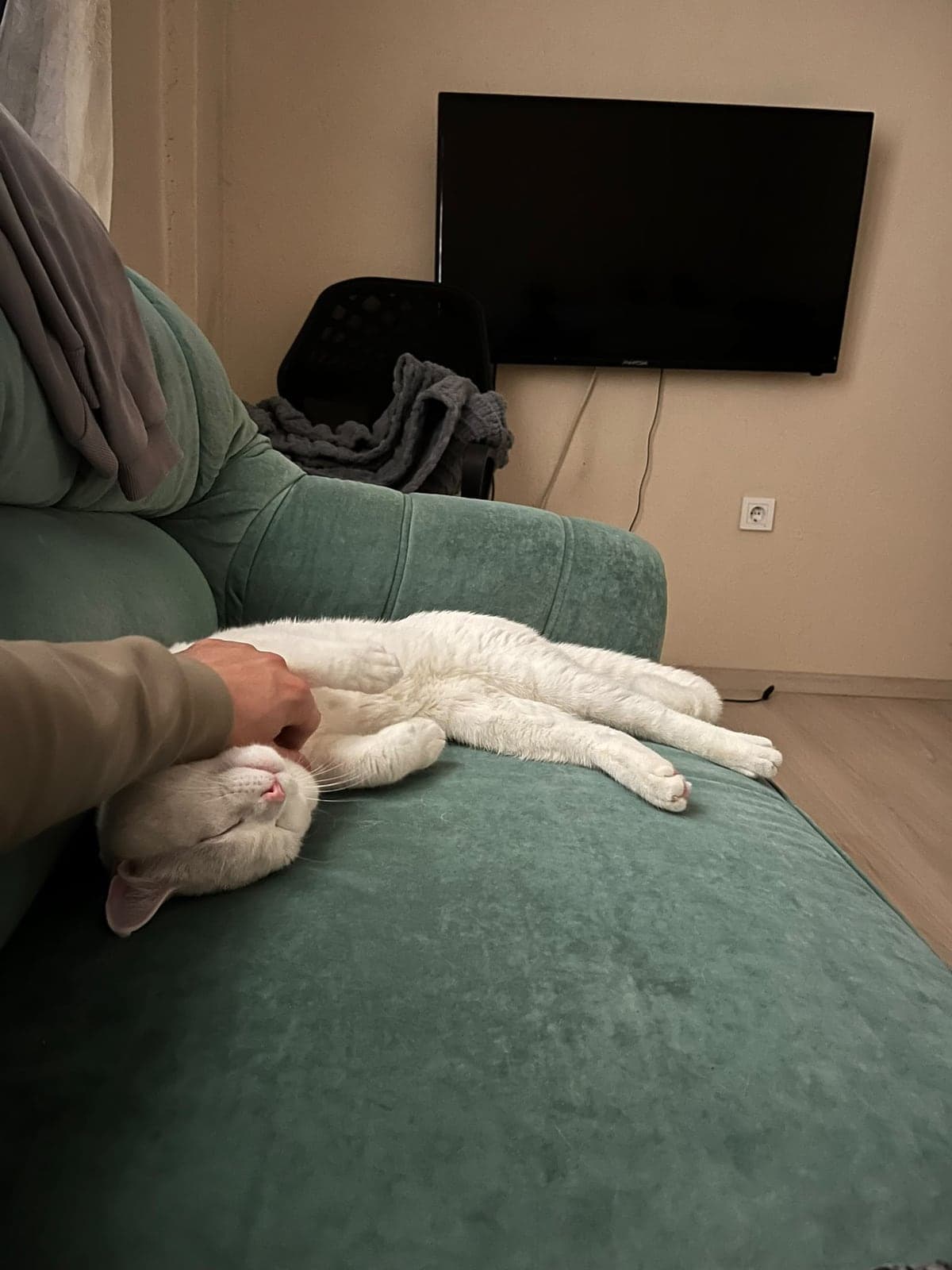 Boyoz British Longhair Kedi, İzmir