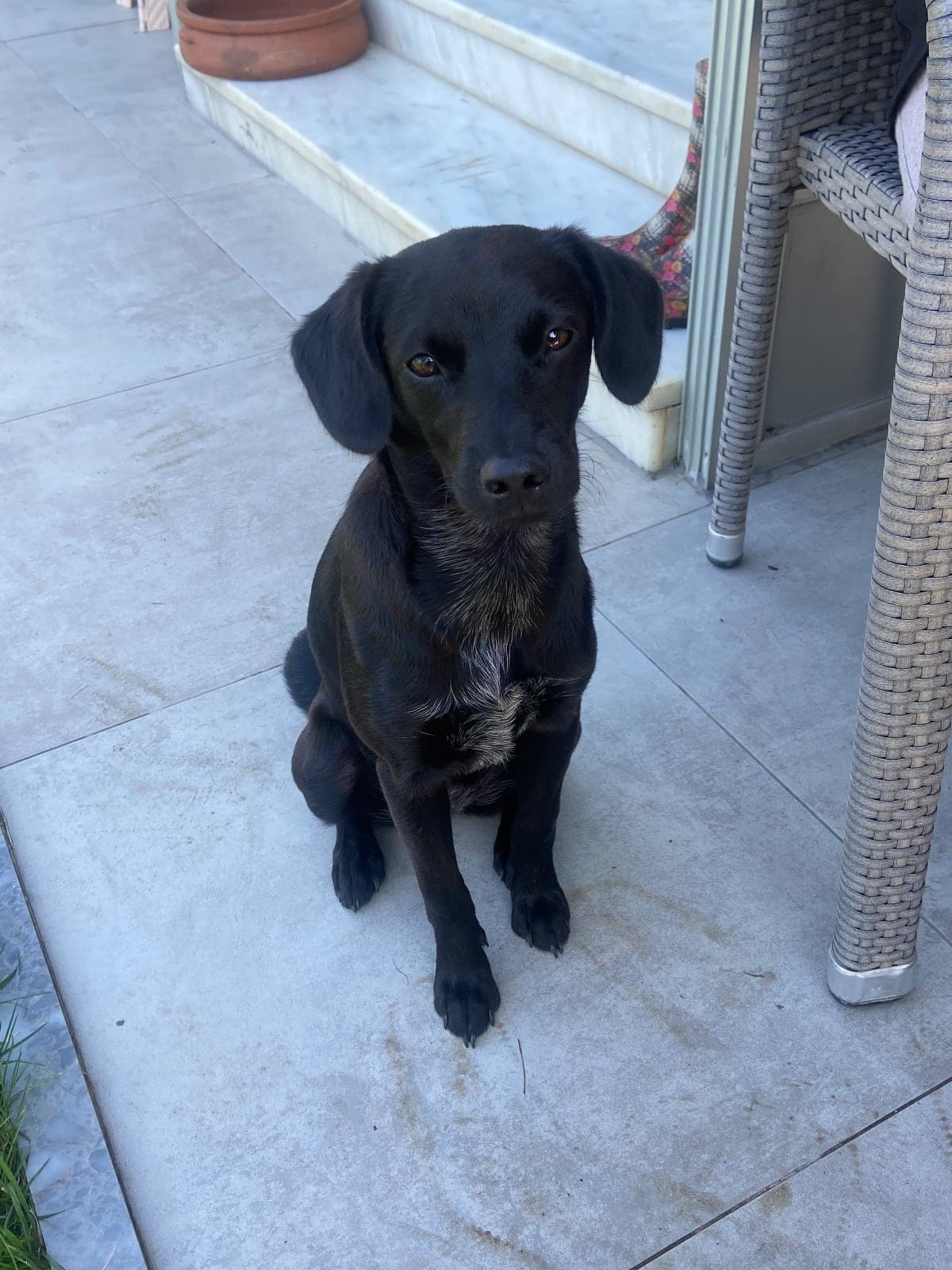 Şila Labrador Retriever Köpek, Samsun