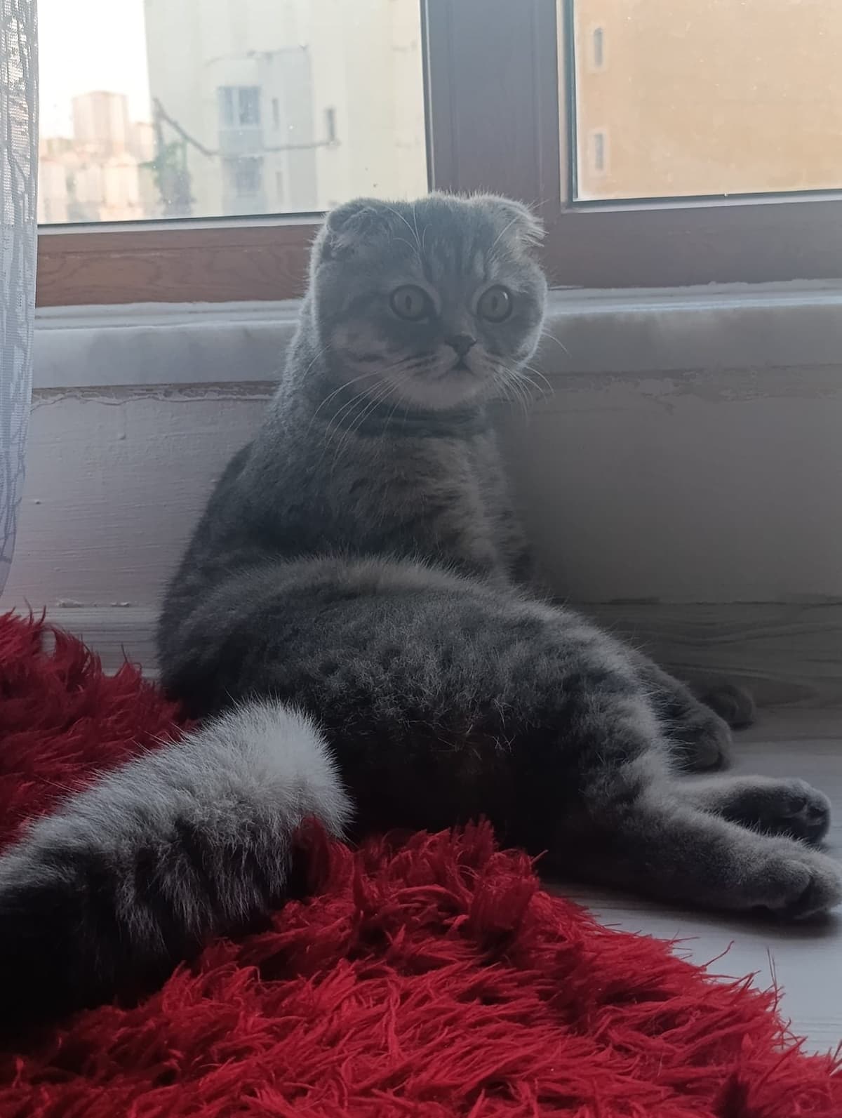 Maya Scottish Fold Kedi, Ankara