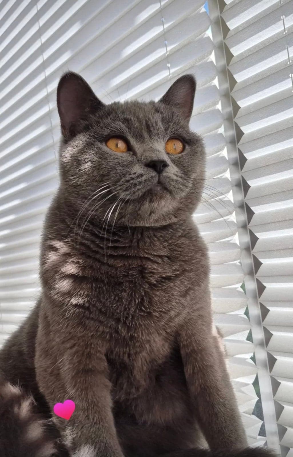 Luca British Shorthair Kedi, Antalya