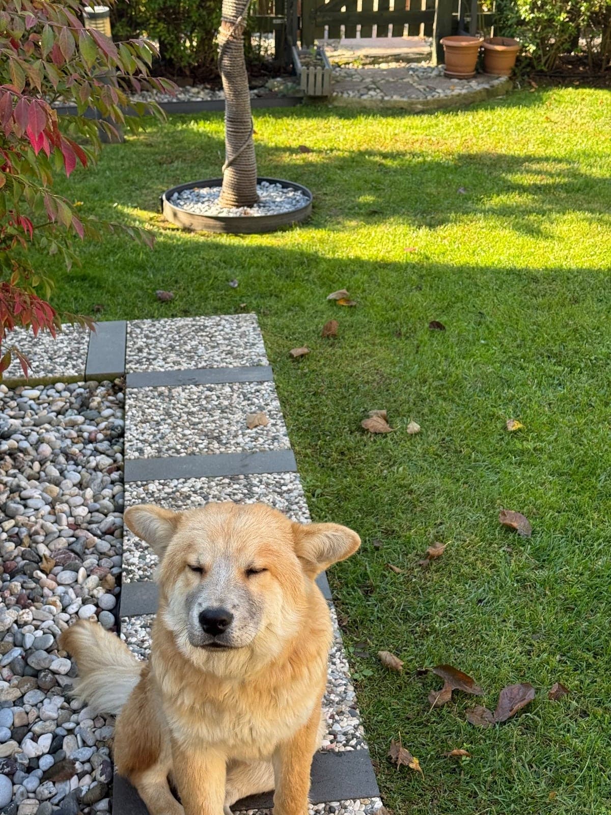 Toni Chow Chow Köpek, İstanbul