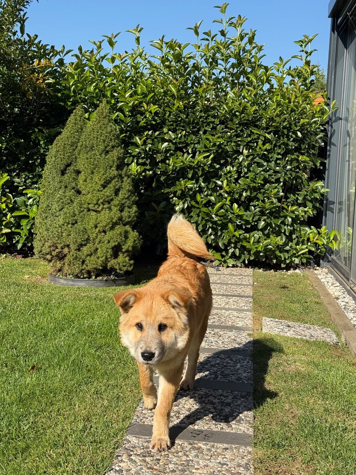 Toni Bilmiyorum Köpek, İstanbul