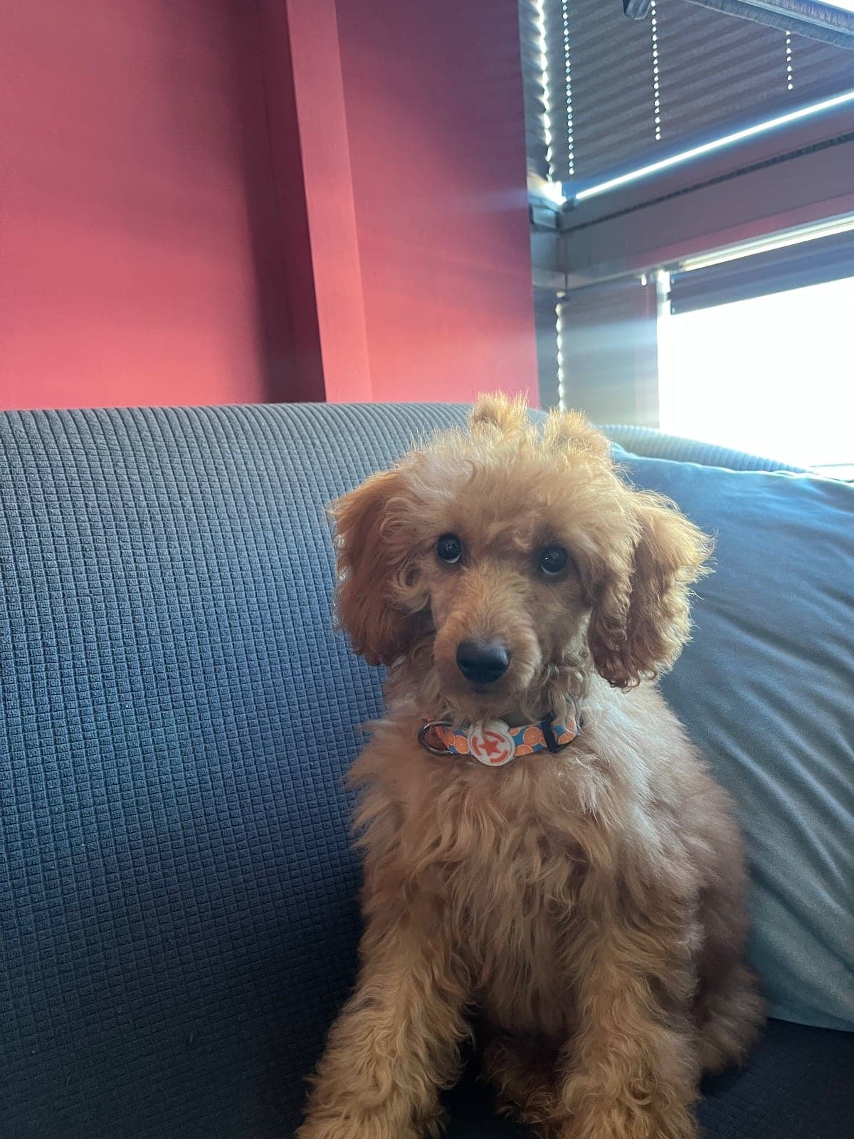 Pars Toy Poodle Köpek, İzmir