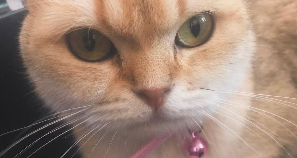Lady Scottish Straight Kedi, İzmir