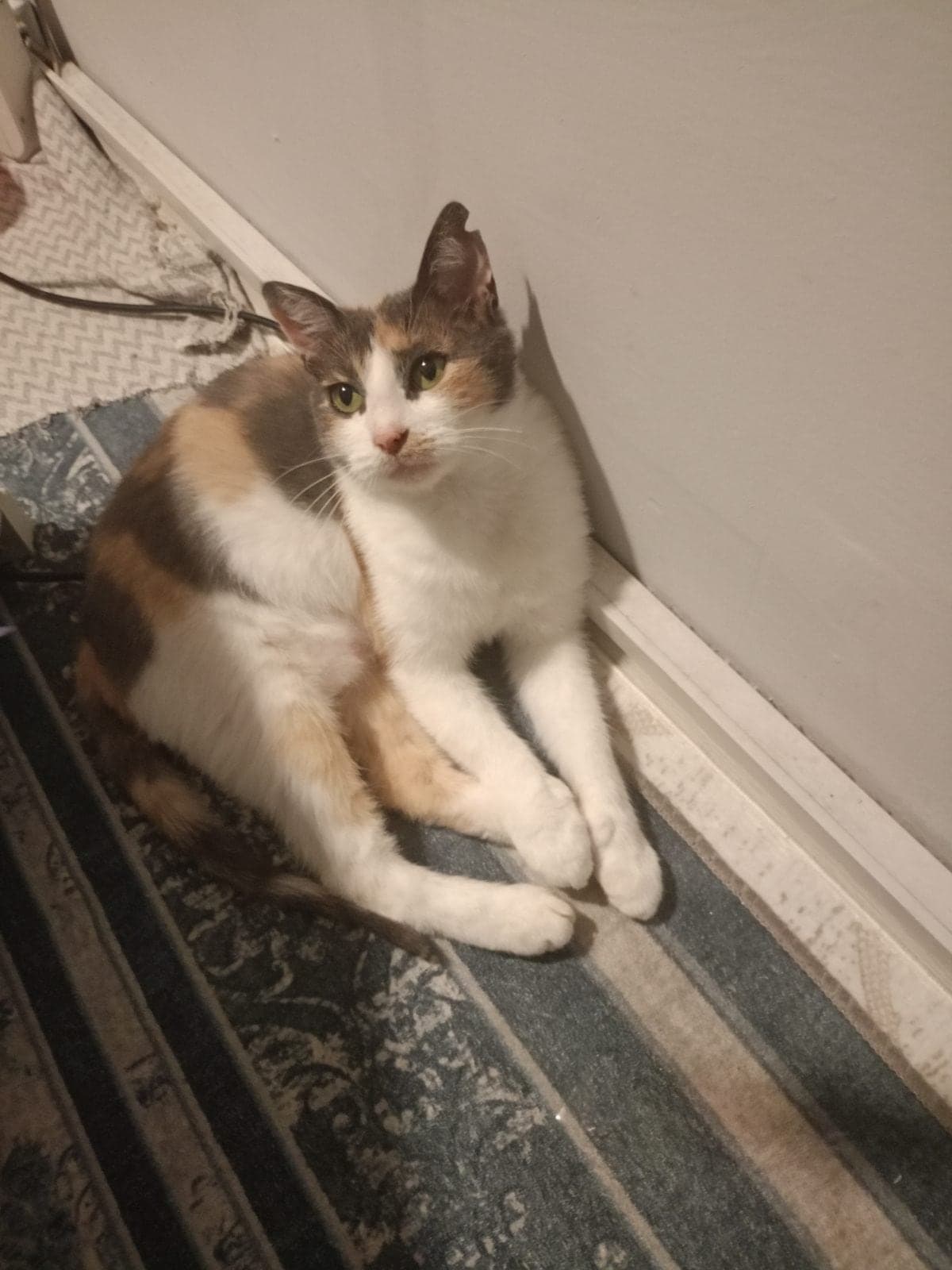 Prenses Sokak Kedisi Kedi, İstanbul