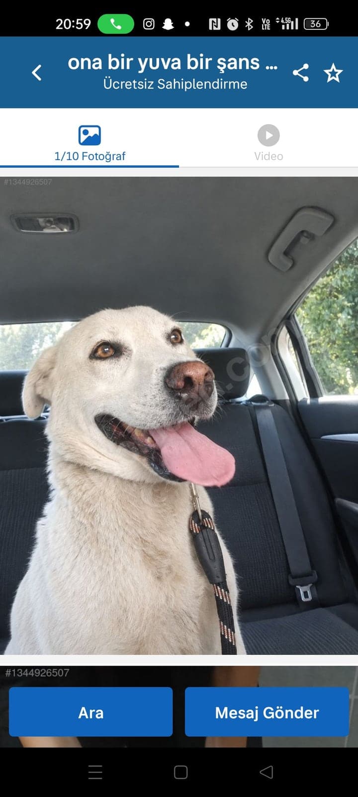 ice Labrador Retriever Köpek, İstanbul
