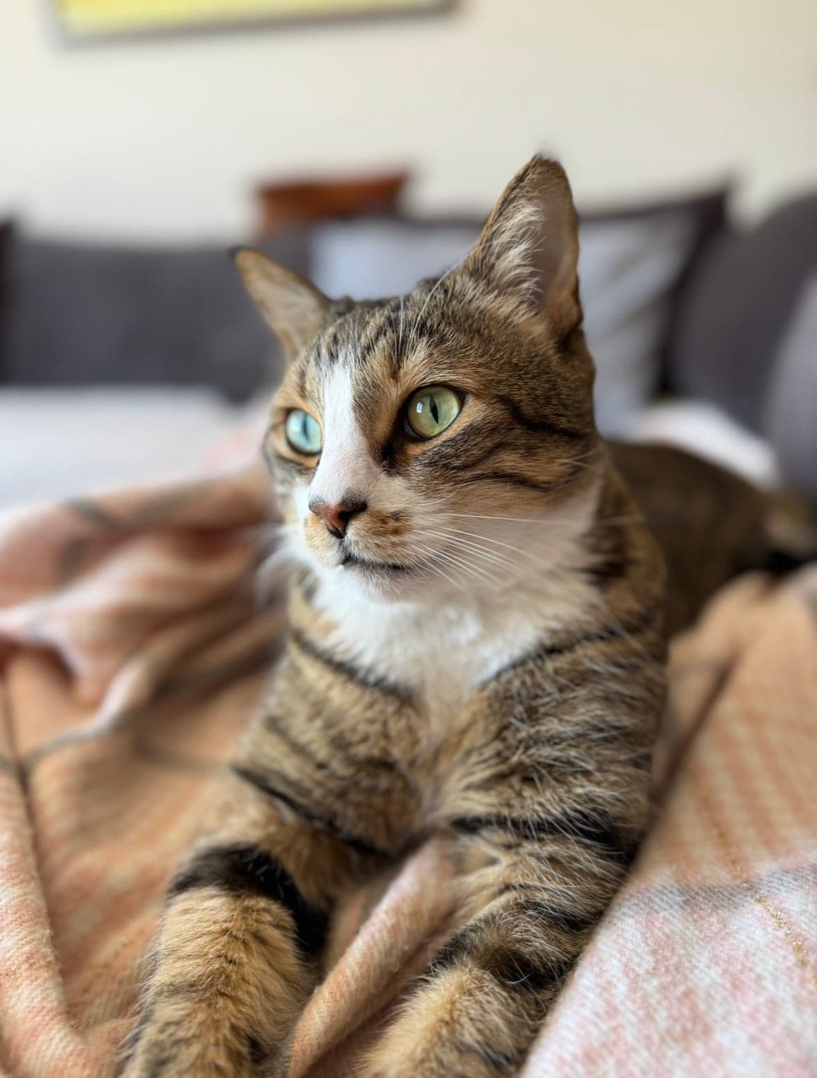 Boncuk Tekir Kedi, Ankara