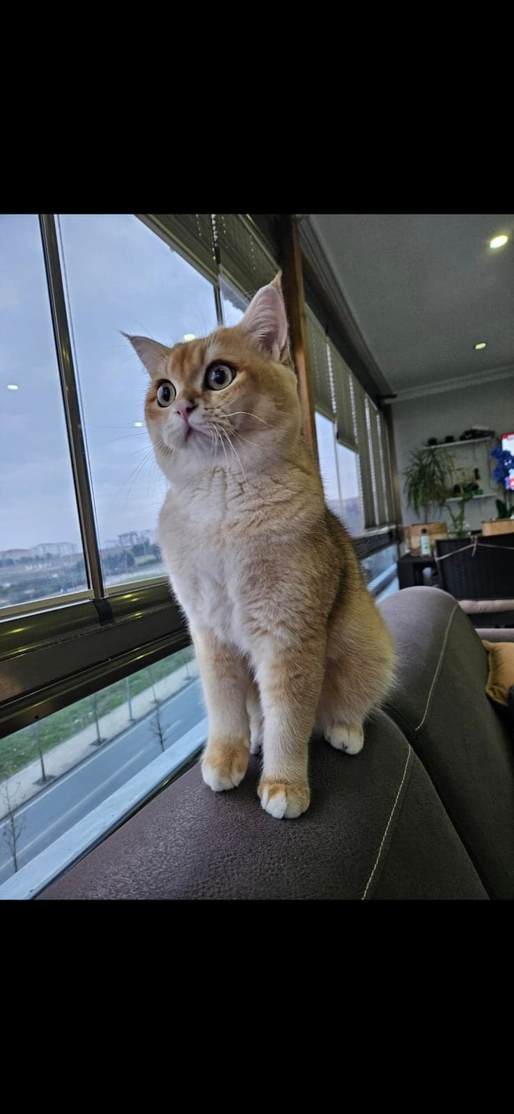 Ares British Shorthair Kedi, İstanbul
